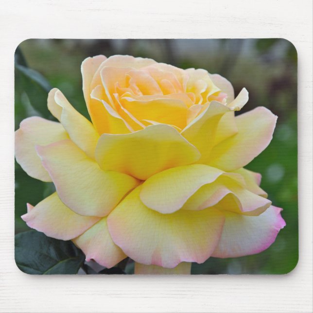 Single yellow rose mouse pad (Front)