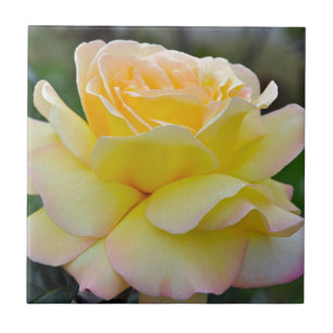 Single yellow rose tile
