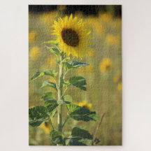 Single Yellow Sunflower