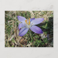 Singular Crocus