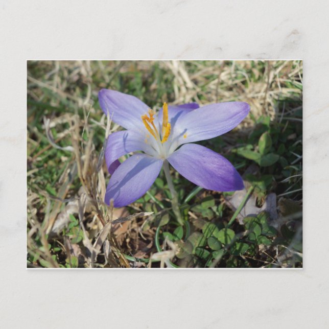 Singular Crocus Postcard (Front)