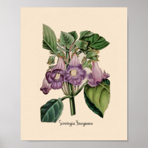 Sinningia Youneana Purple Botanical Flowers Poster