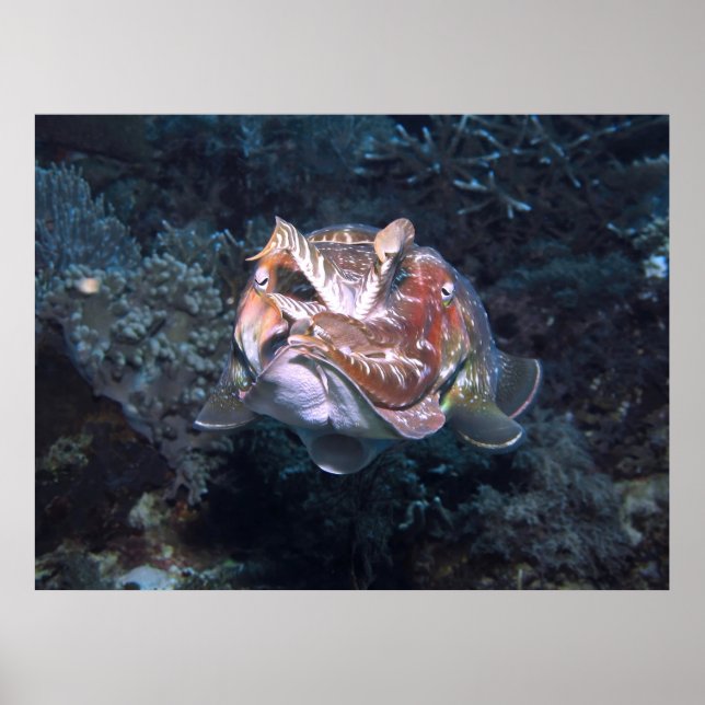 Siphon Flash Poster (Front)