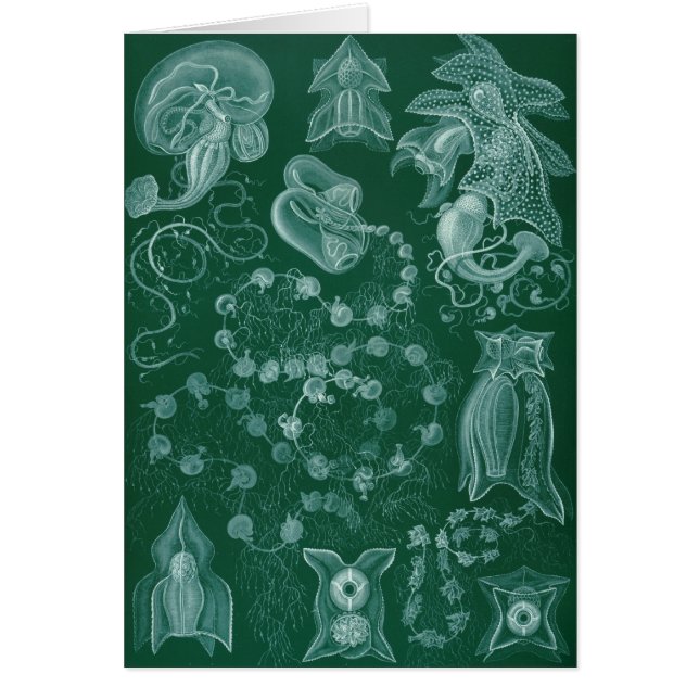 Siphonophorae (Front)