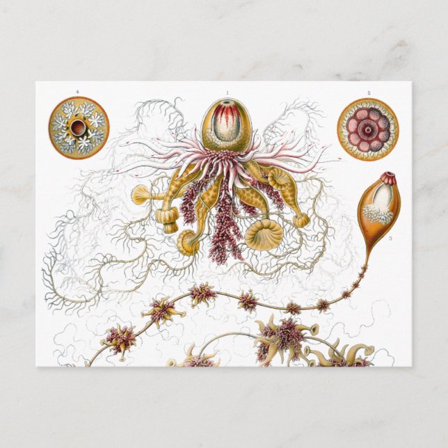 Siphonophorae Ernst Haeckel Fine Art Postcard (Front)