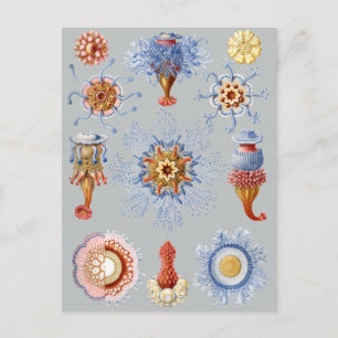 Siphonophorae Postcard