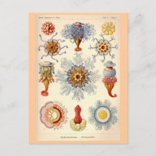 Siphonophorae Vintage Illustration Postcard