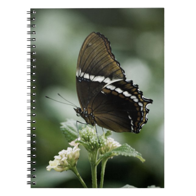 Siproeta Notebook (Front)