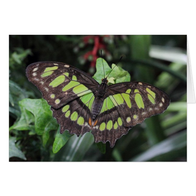 Siproeta stelenes (Front Horizontal)