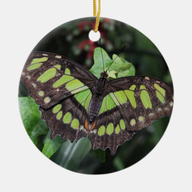 Siproeta stelenes ceramic tree decoration (Front)