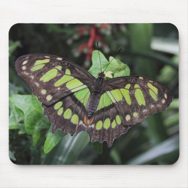 Siproeta stelenes mouse pad (Front)