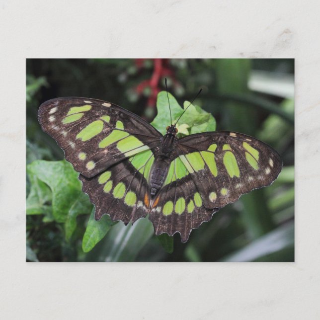 Siproeta stelenes postcard (Front)