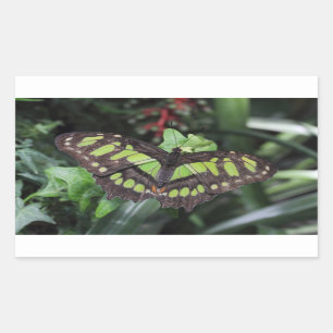 Siproeta stelenes rectangular sticker