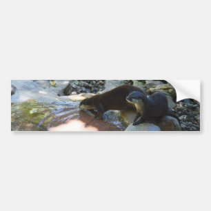 **"Sips by the Stream: Otters Drinking from River Bumper Sticker