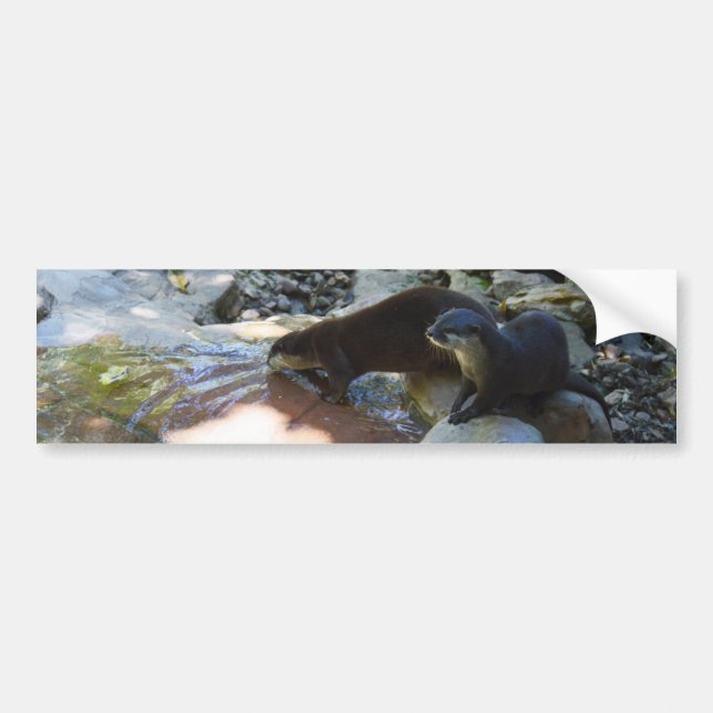 **"Sips by the Stream: Otters Drinking from River  Bumper Sticker (Front)