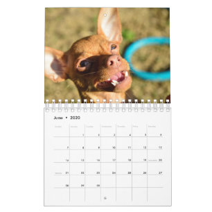 Sir Bardsley 2020 Wall Calendar