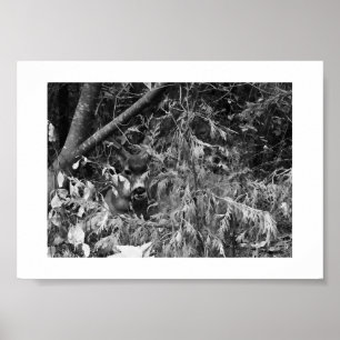 Sir Stag Yosemite Hiking Black and White Photo Poster