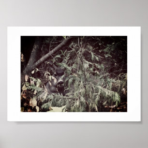 Sir Stag Yosemite Hiking Trail Colour Photography Poster