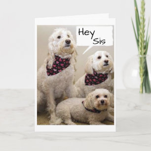 SIS WISHED "HAPPY BIRTHDAY" BY 3 PUPS CARD