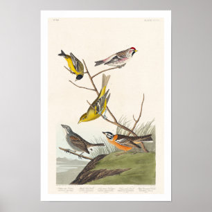 Siskin, Red-poll, Tanager, Bunting, Finch Poster