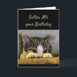 Sister can't Hide It's your Birthday Cute Kitten Card<br><div class="desc">Sister,  It's your Birthday and no you can't hide from it.   Have a Happy Birthday!   Cute scared looking kitten</div>
