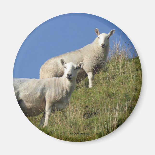 Sister Sheep Magnet (Front)