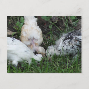 "Sisterly Love" 3 hen Chicks Postcard