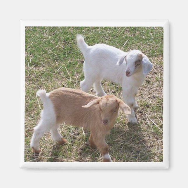 Sister's Goats Magnet (Front)