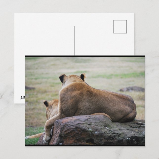 Sisters of the Savannah Postcard (Front/Back)