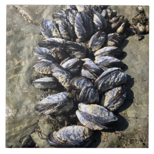 Sisters Rock State Park, Oregon Coast Ceramic Tile