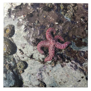 Sisters Rock State Park, Oregon Coast Ceramic Tile