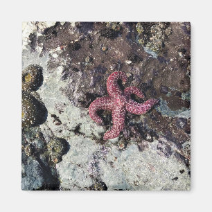 Sisters Rock State Park, Oregon Coast Magnet