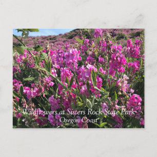 Sisters Rock State Park, Oregon Coast Postcard