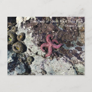 Sisters Rock State Park, Oregon Coast Postcard