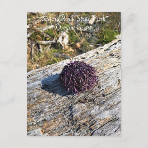 Sisters Rock State Park, Oregon Coast Postcard
