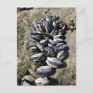 Sisters Rock State Park, Oregon Coast Postcard