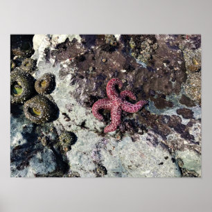 Sisters Rock State Park, Oregon Coast Poster
