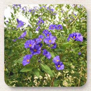 Sisyrinchium Angustifolium Hard Plastic Coaster