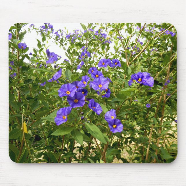 Sisyrinchium Angustifolium Mouse Mat (Front)