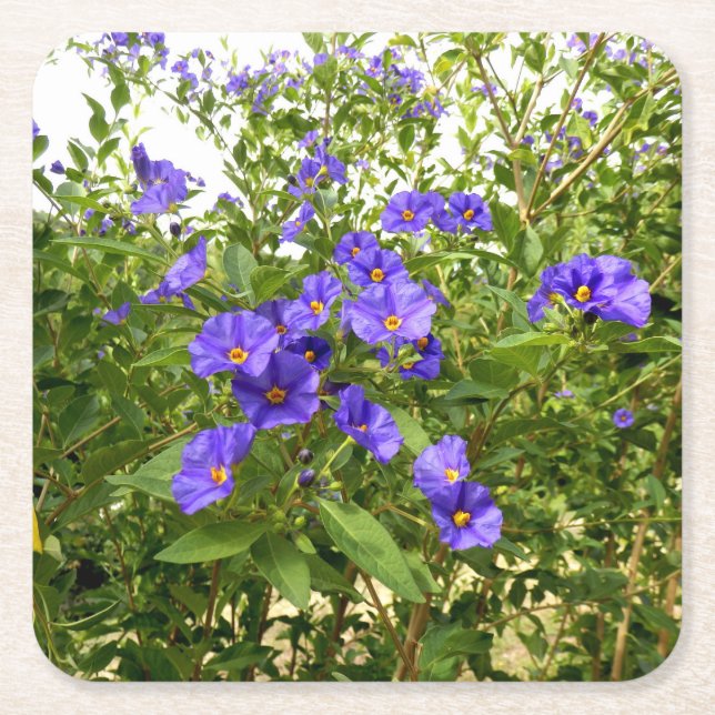 Sisyrinchium Angustifolium Paper Coaster (Front)
