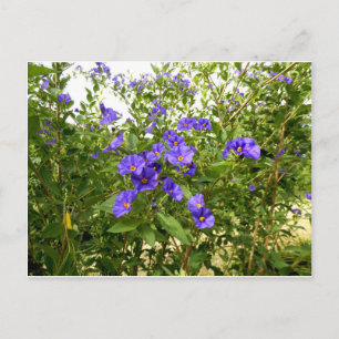 Sisyrinchium Angustifolium postcard