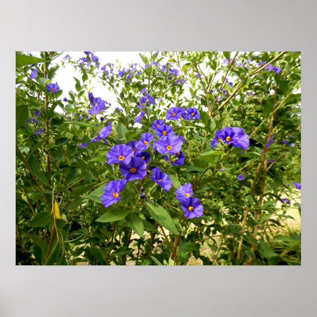 Sisyrinchium Angustifolium Poster (Front)