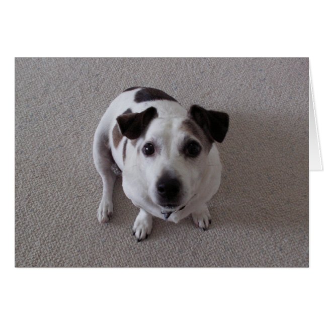 Sit Dog (Front Horizontal)