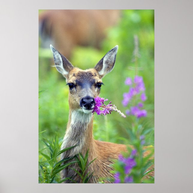 Sitka Black Tailed Deer Poster (Front)
