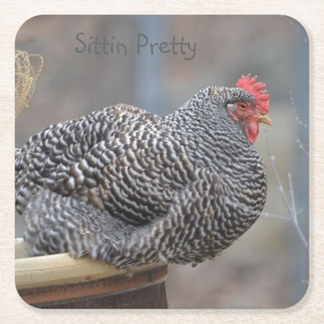 Sittin Pretty Chicken Party Coaster (Front)