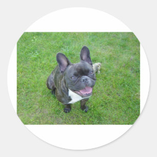 sitting 2 french bulldog.png classic round sticker