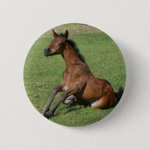Sitting Arab Foal 6 Cm Round Badge