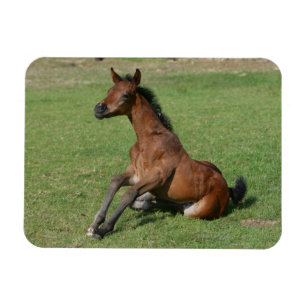 Sitting Arab Foal Magnet