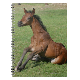 Sitting Arab Foal Notebook