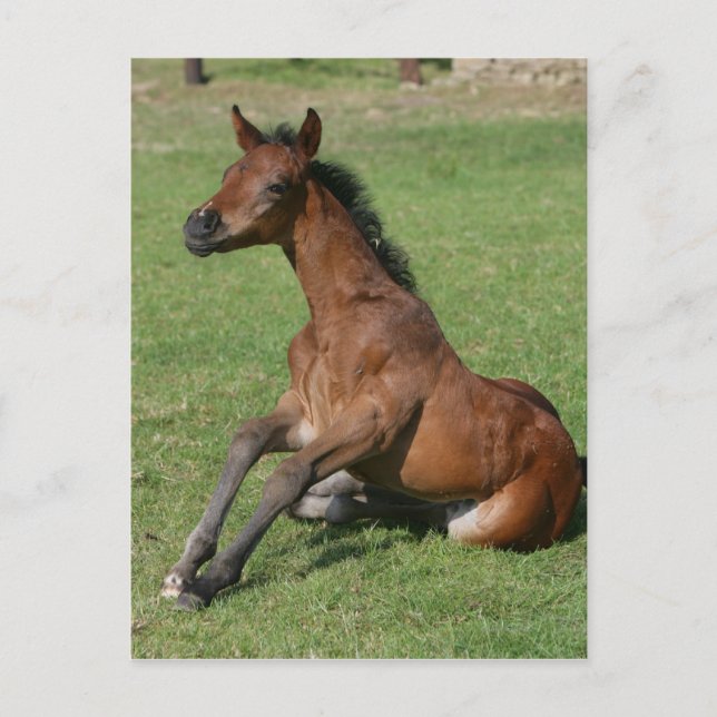 Sitting Arab Foal Postcard (Front)